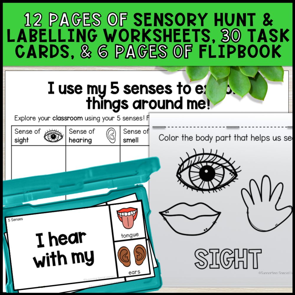 5 Senses Science Unit: Worksheets, Task Cards, Books & More